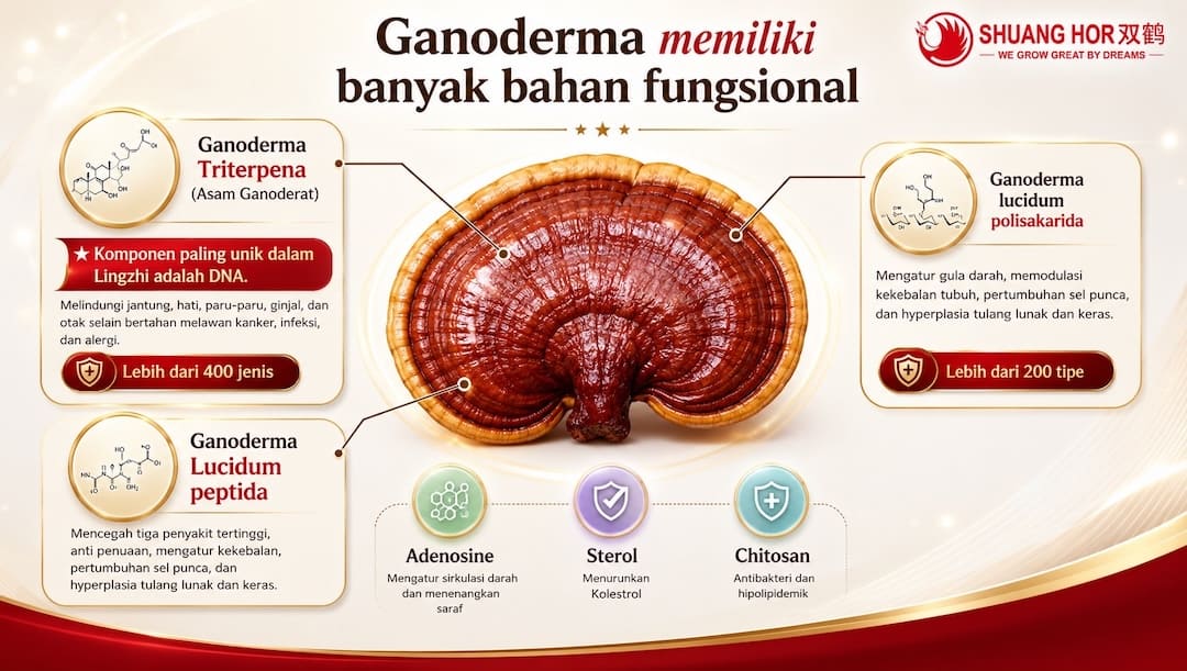 Apa Itu Ganoderma 4